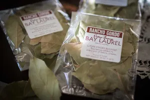 Bay Laurel