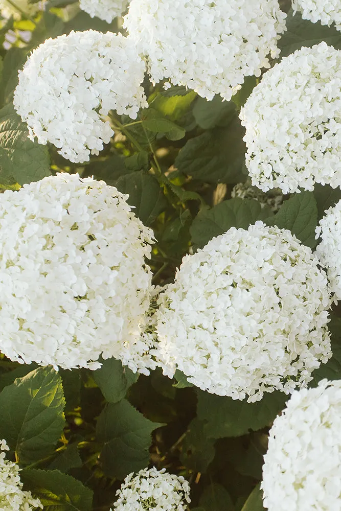 Cotton Split