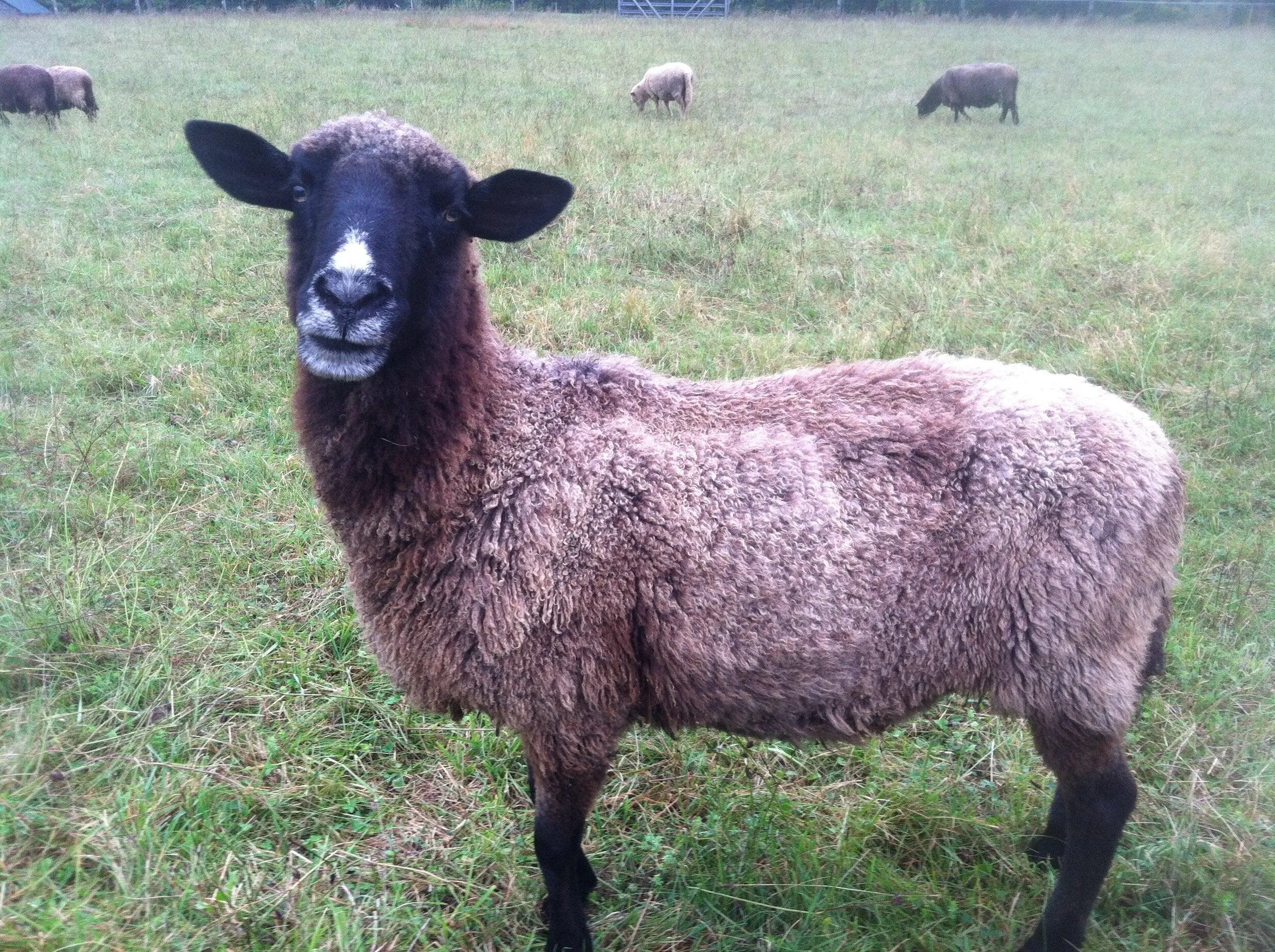 Crossbreed Mill Spun Yarn - Natural Color (NY)