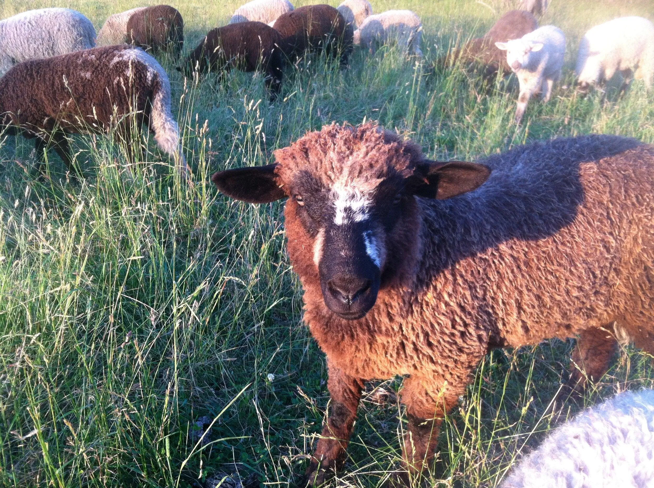 Crossbreed Mill Spun Yarn - Natural Color (NY)