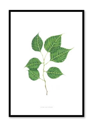 Ficus Religiosa, Poster