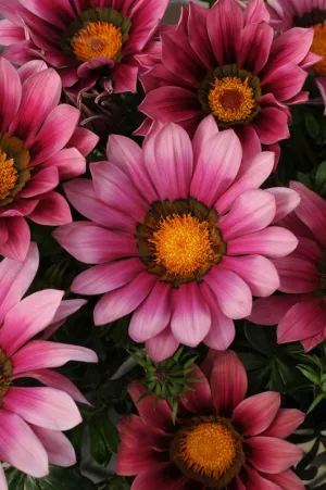 Gazania New Day Pink Shades - 5 seeds