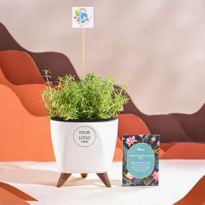 Golden Sedum Plant For Environment Day Gifting