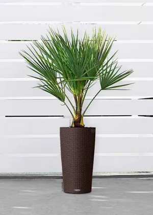 Lechuza Cilindro Cottage 23 Mocha Self-Watering Planter