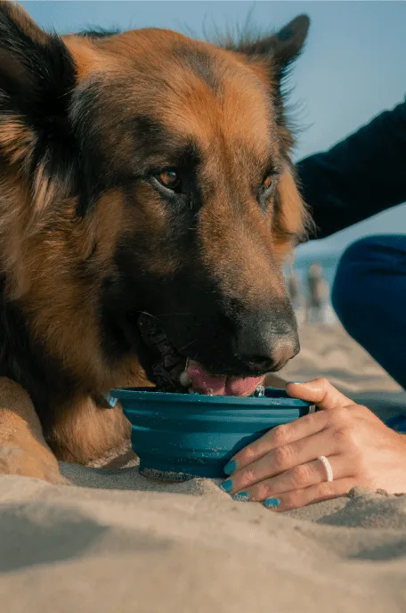 QALO Silicone Dog Bowl 600ML