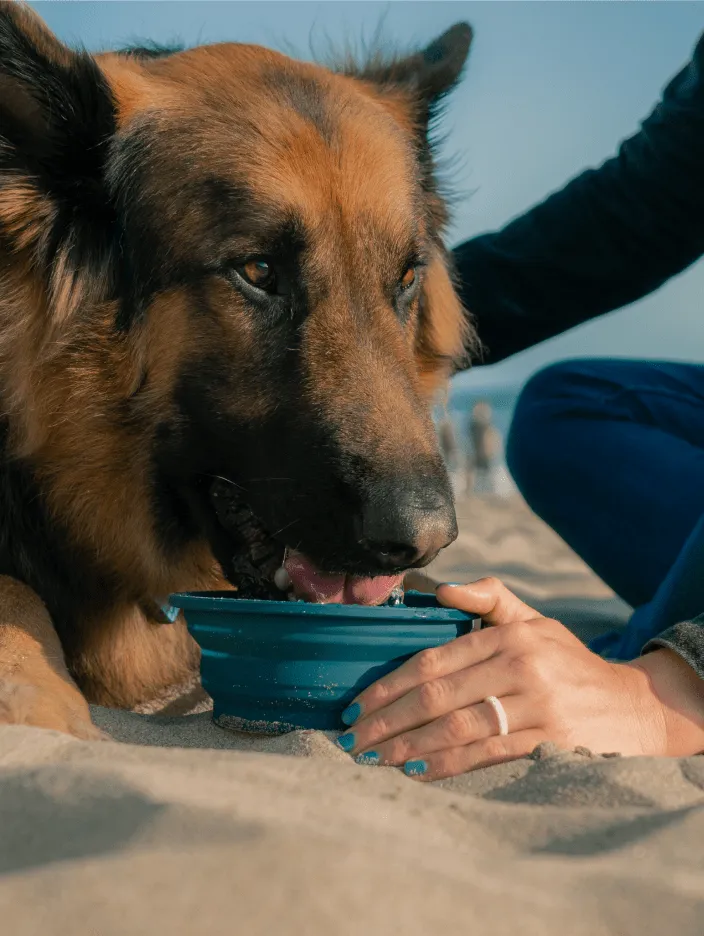 QALO Silicone Dog Bowl 600ML
