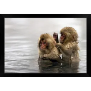 "Baby snow monkeys in Jigokudani monkey park, Nagano prefecture, Japan." Black Framed Print