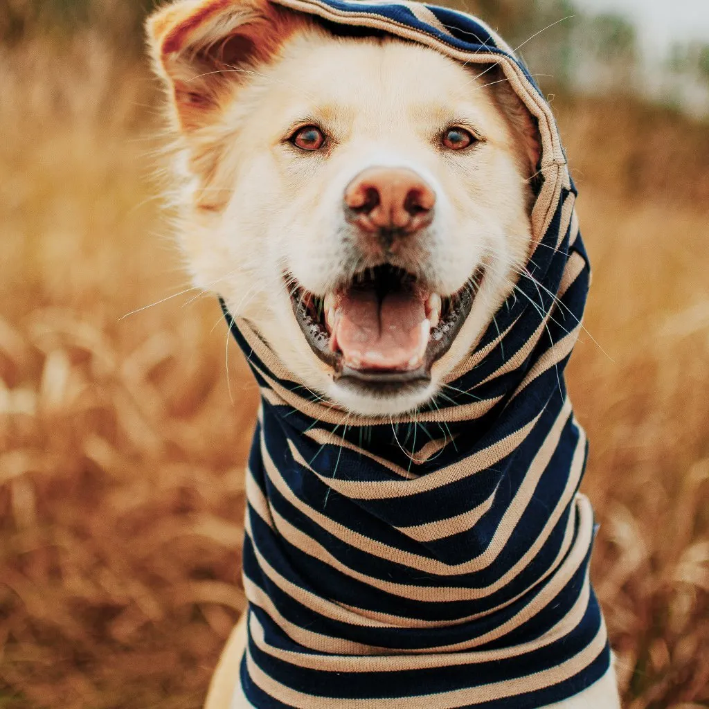 Snood Dog Neck Warmer Navy/Tan