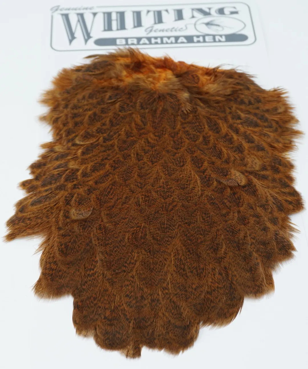 Whiting Brahma Hen Saddle