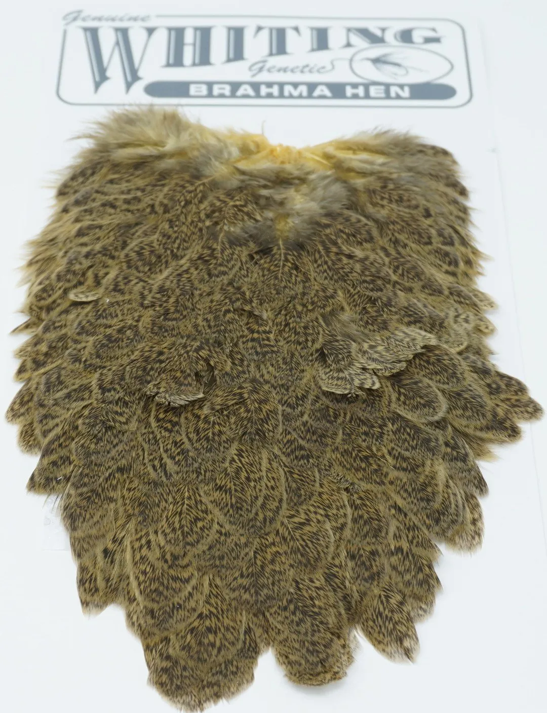 Whiting Brahma Hen Saddle