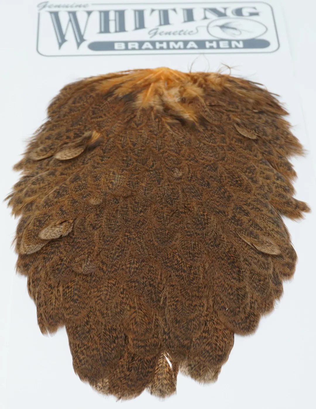 Whiting Brahma Hen Saddle