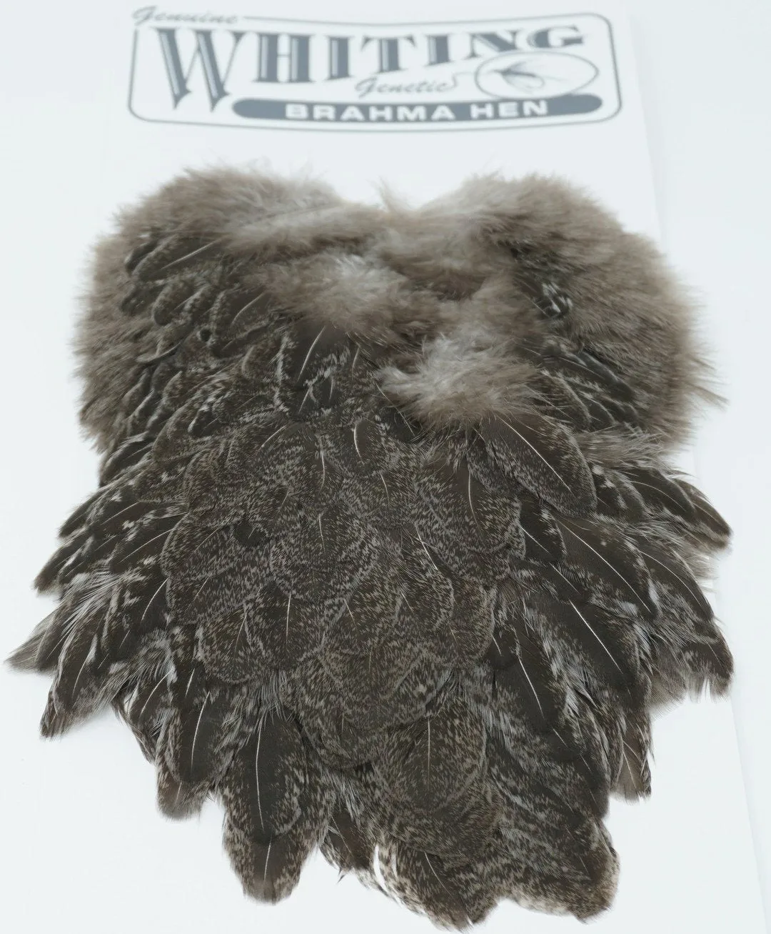 Whiting Brahma Hen Saddle