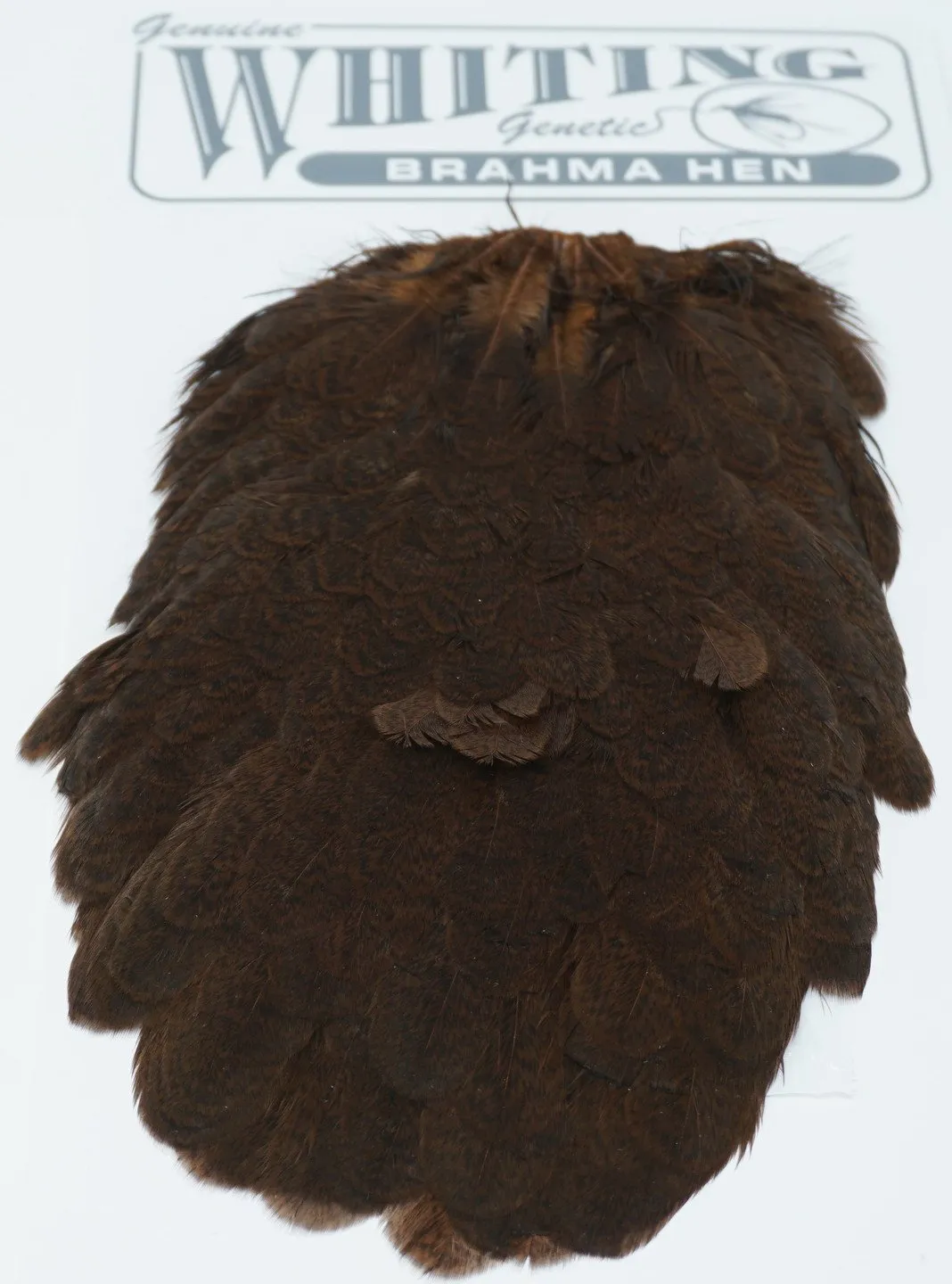 Whiting Brahma Hen Saddle