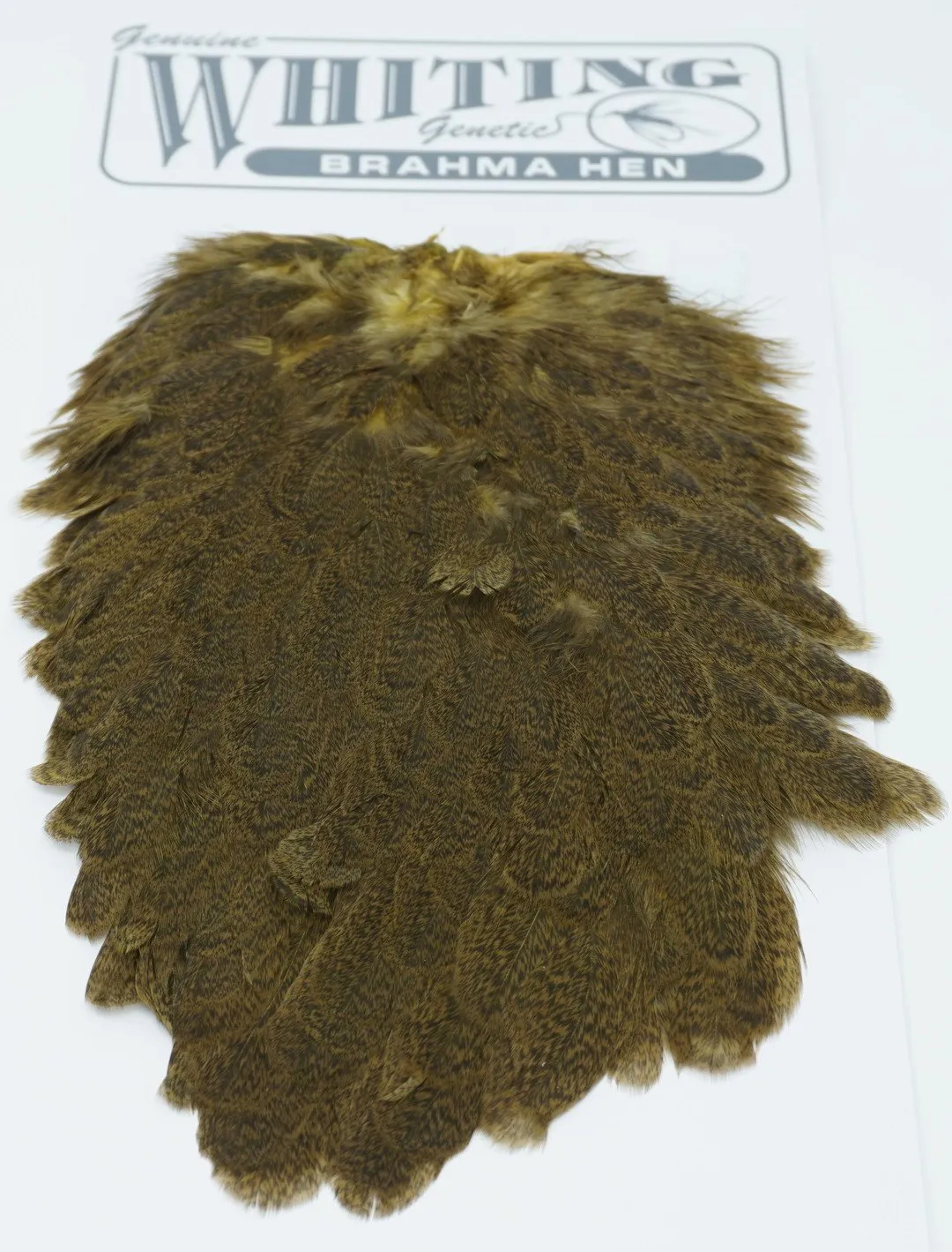Whiting Brahma Hen Saddle