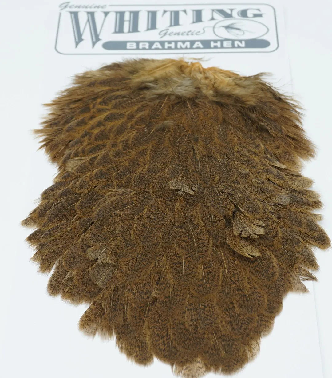 Whiting Brahma Hen Saddle