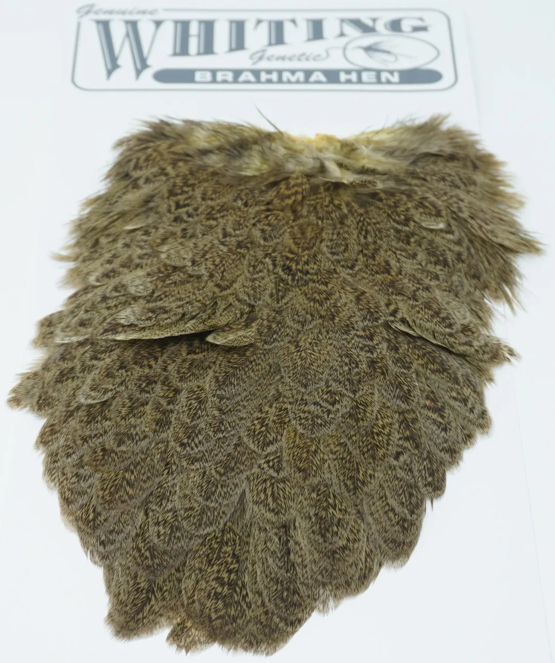 Whiting Brahma Hen Saddle