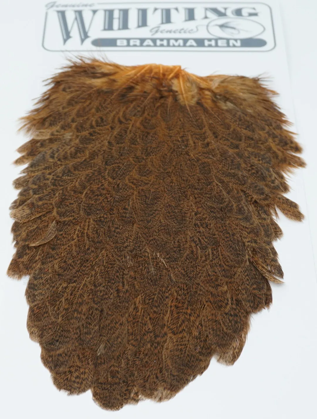 Whiting Brahma Hen Saddle