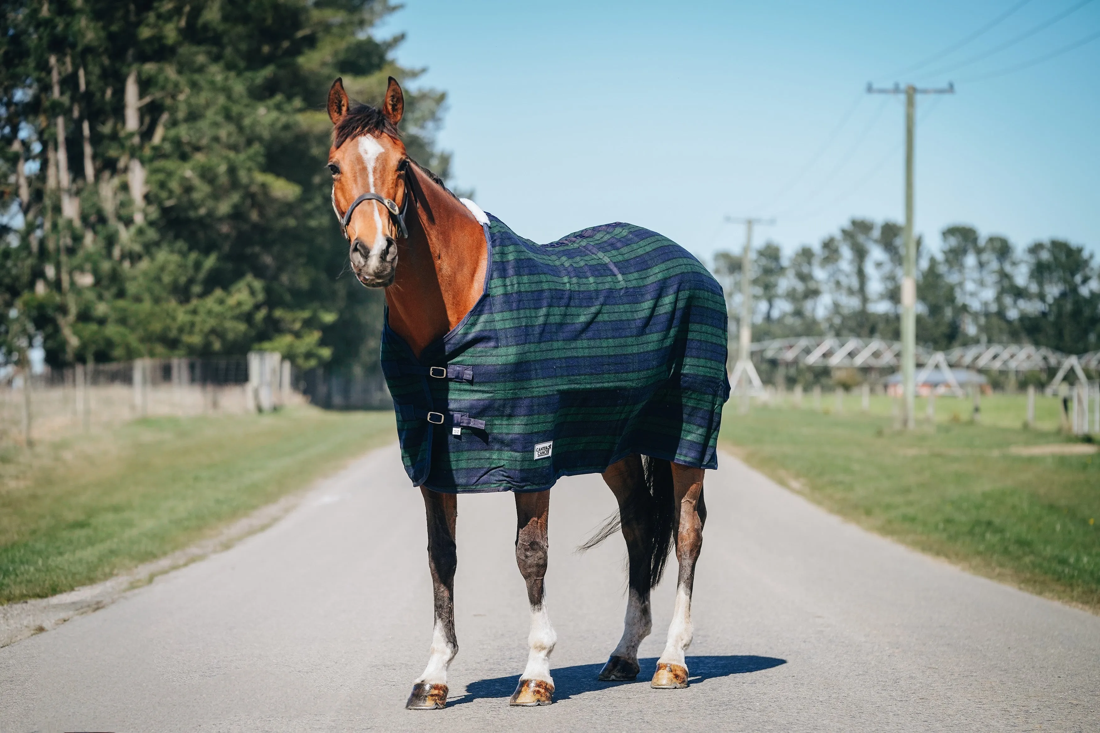 Wool Navy & Green Hood and Rug Set