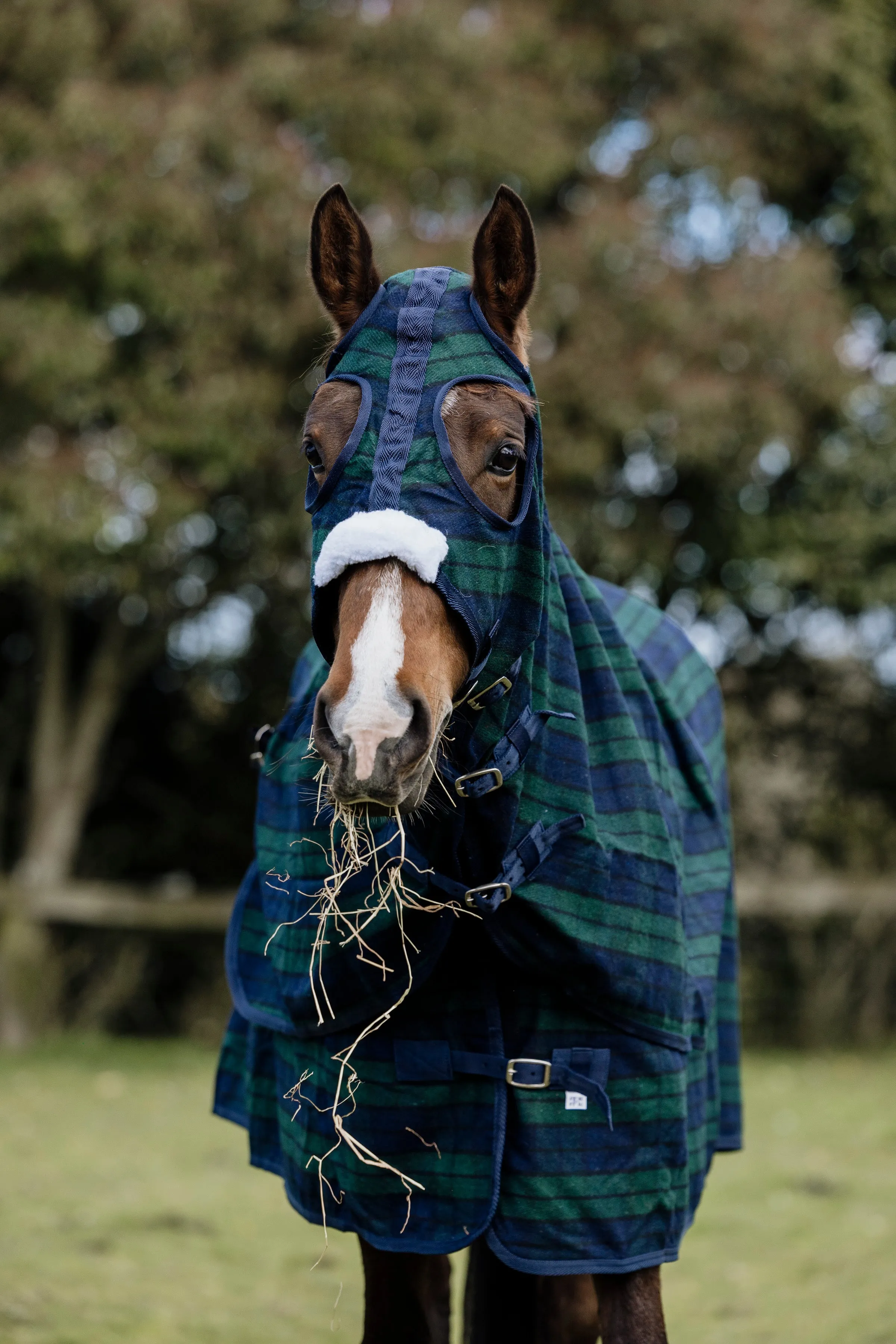 Wool Navy & Green Hood and Rug Set