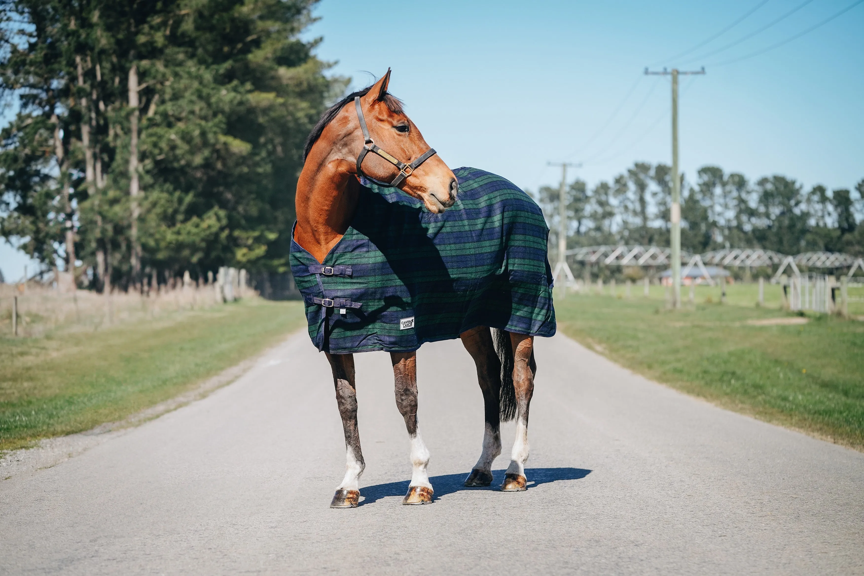 Wool Navy & Green Hood and Rug Set