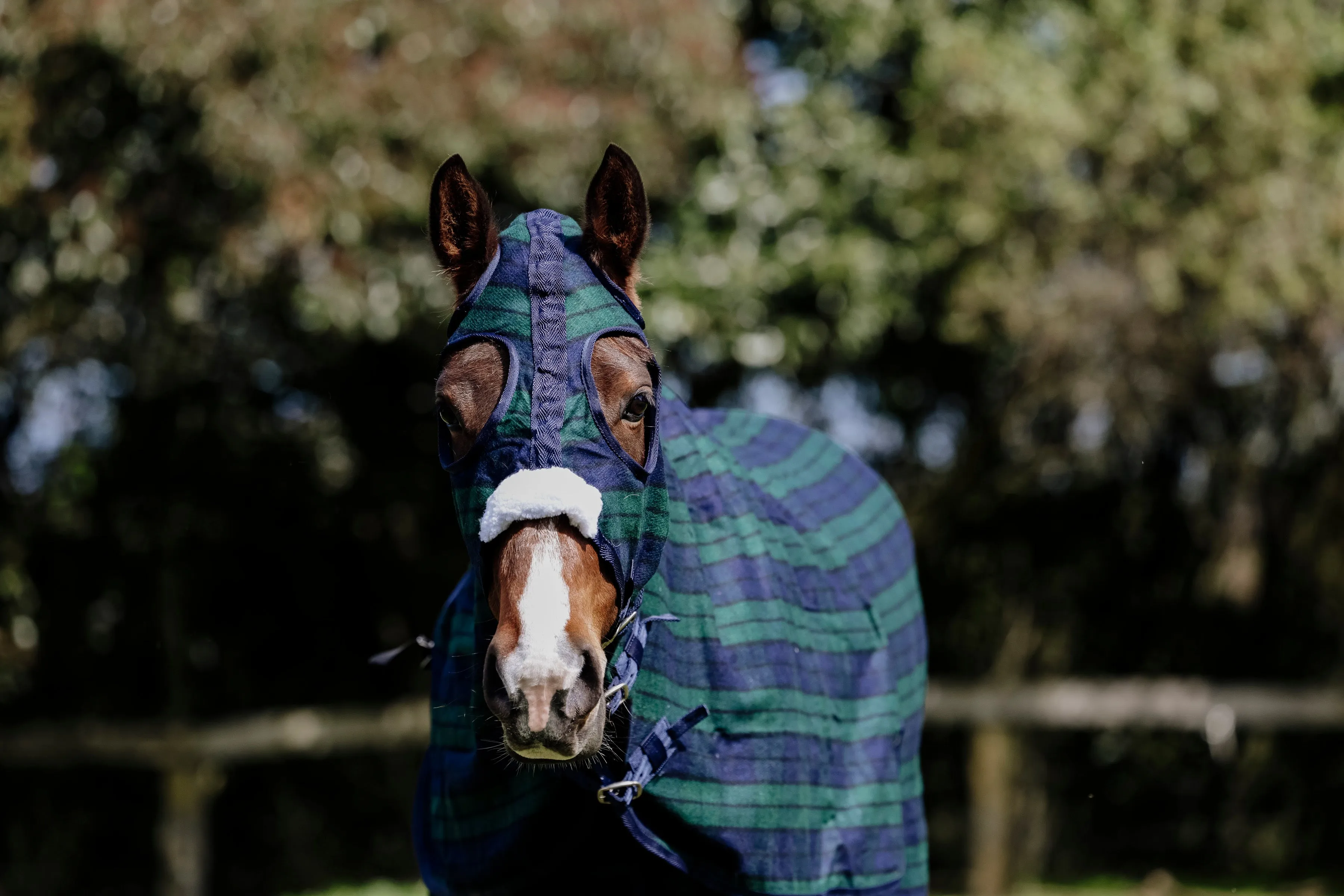 Wool Navy & Green Hood and Rug Set
